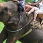 Bali Zoo, Indonesia melarang turis menaiki gajah di tengah tekanan yang semakin besar dari kelompok-kelompok kesejahteraan hewan.