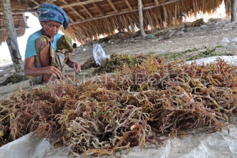 Indonesia membangun pusat penelitian rumput laut di Teluk Ekas, Lombok Timur.