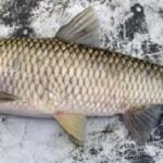 Produksi ikan di Indonesia meningkat, kecuali untuk ikan mas.