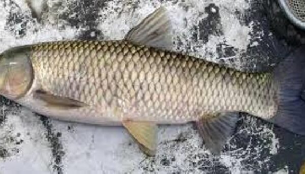 Produksi ikan di Indonesia meningkat, kecuali untuk ikan mas.
