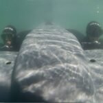 DRASS Mengirimkan Dua Kendaraan Pengiriman Perenang ke Indonesia