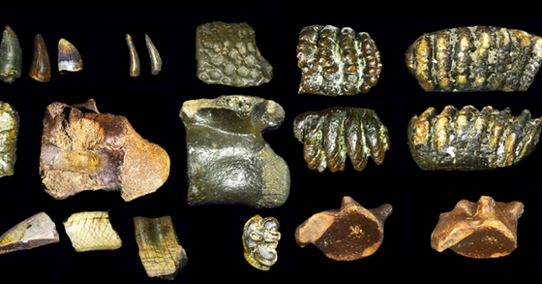 Homo erectus dari dasar laut, penemuan arkeologi baru di Indonesia