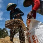 Indonesia Menargetkan Penyeimbangan Harga Beras di Seluruh Negeri