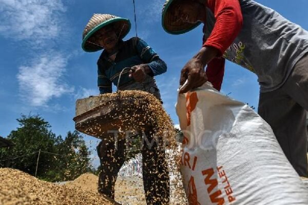 Indonesia Menargetkan Penyeimbangan Harga Beras di Seluruh Negeri